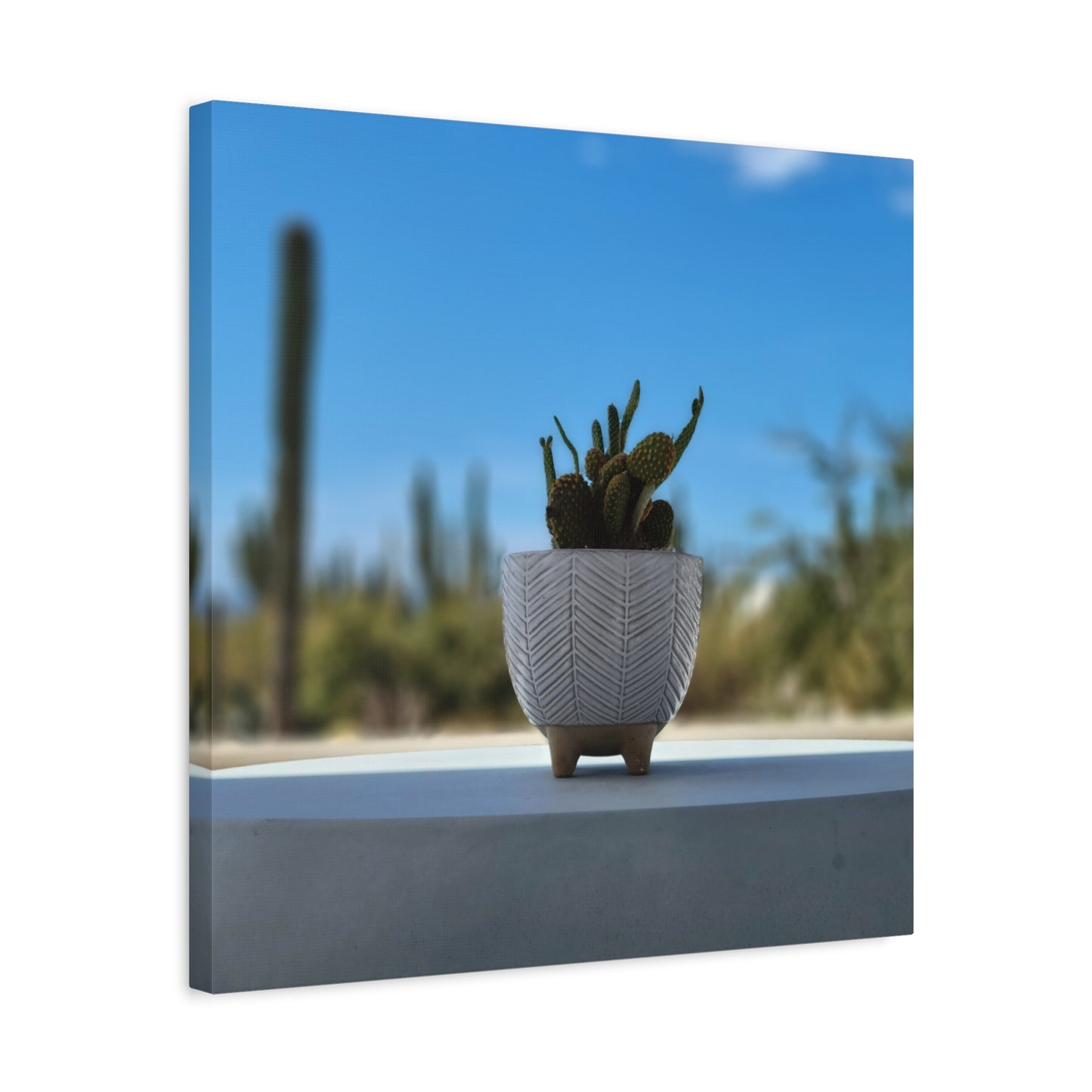 Baby Cactus Sprouting