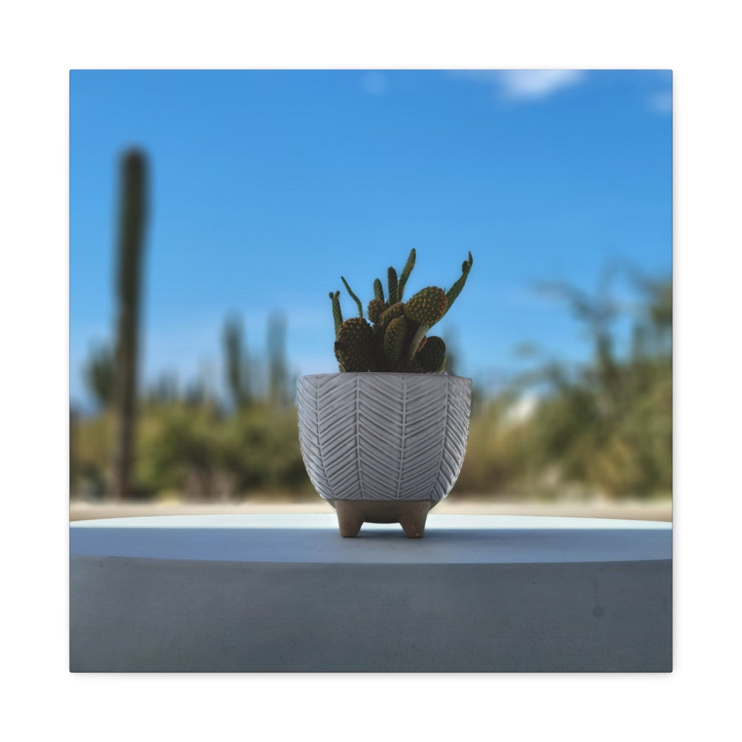 Baby Cactus Sprouting