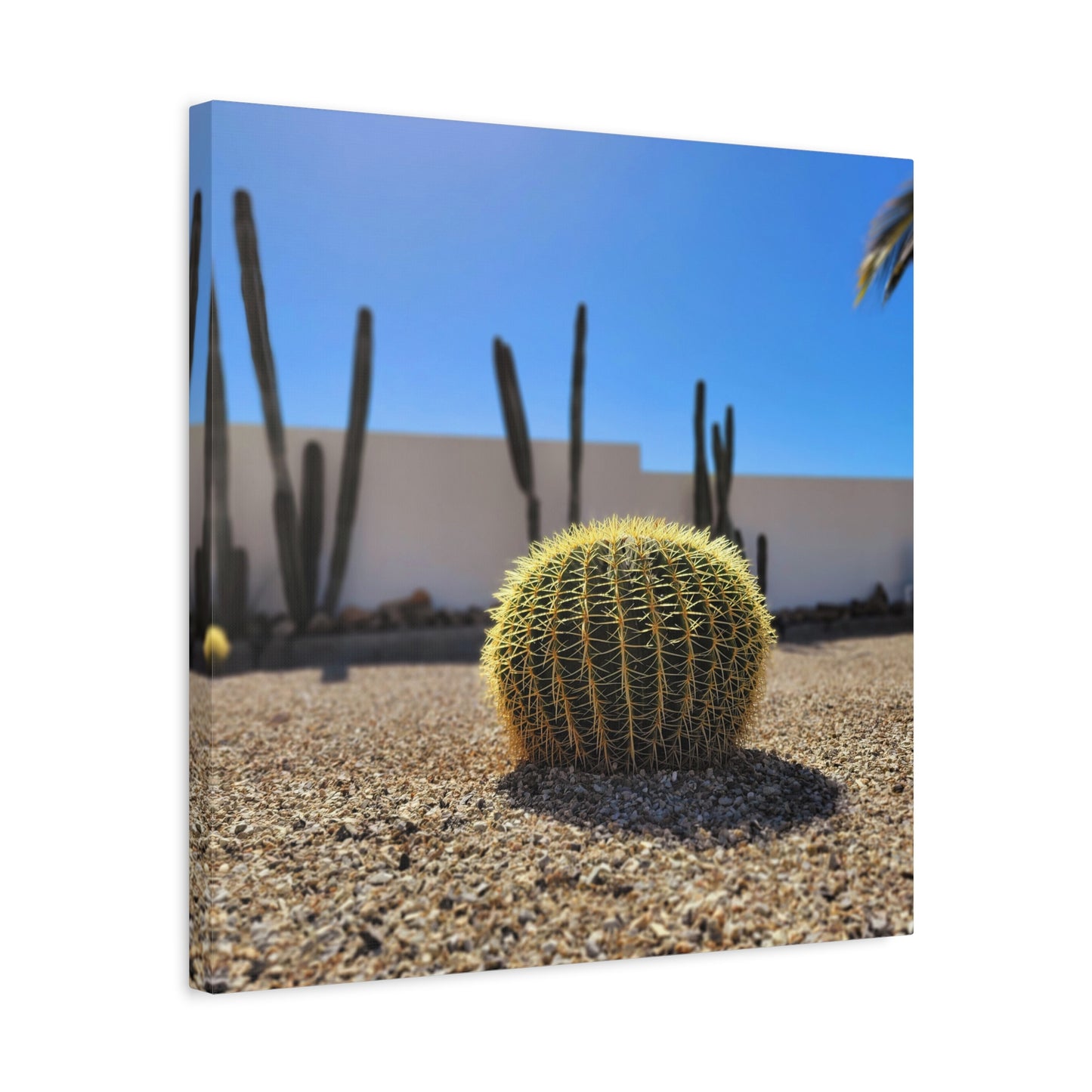 Cute Cactus