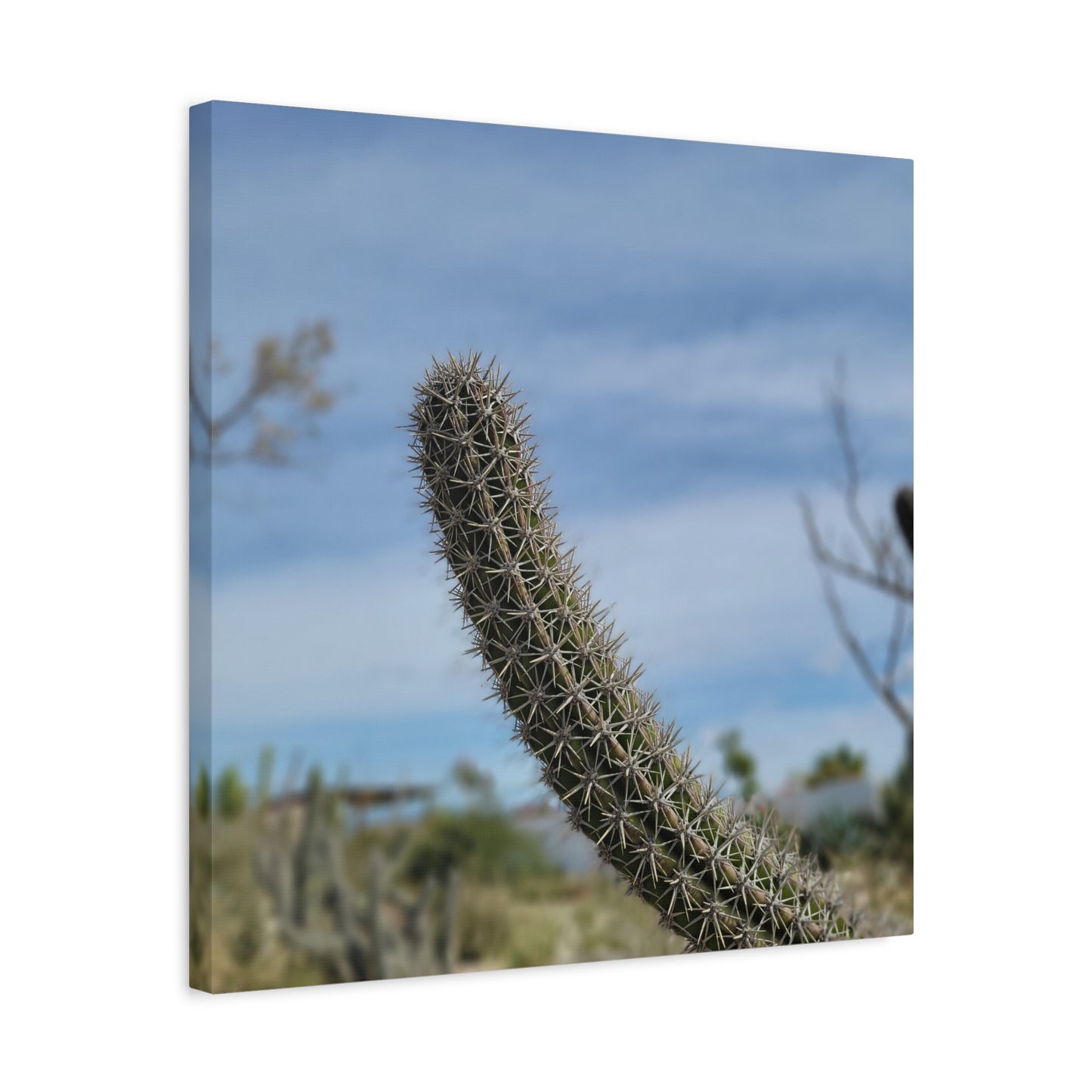 Cactus