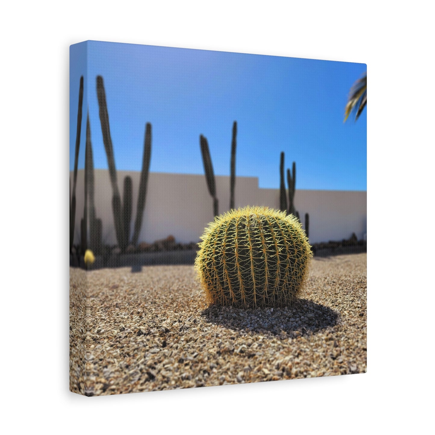Cute Cactus