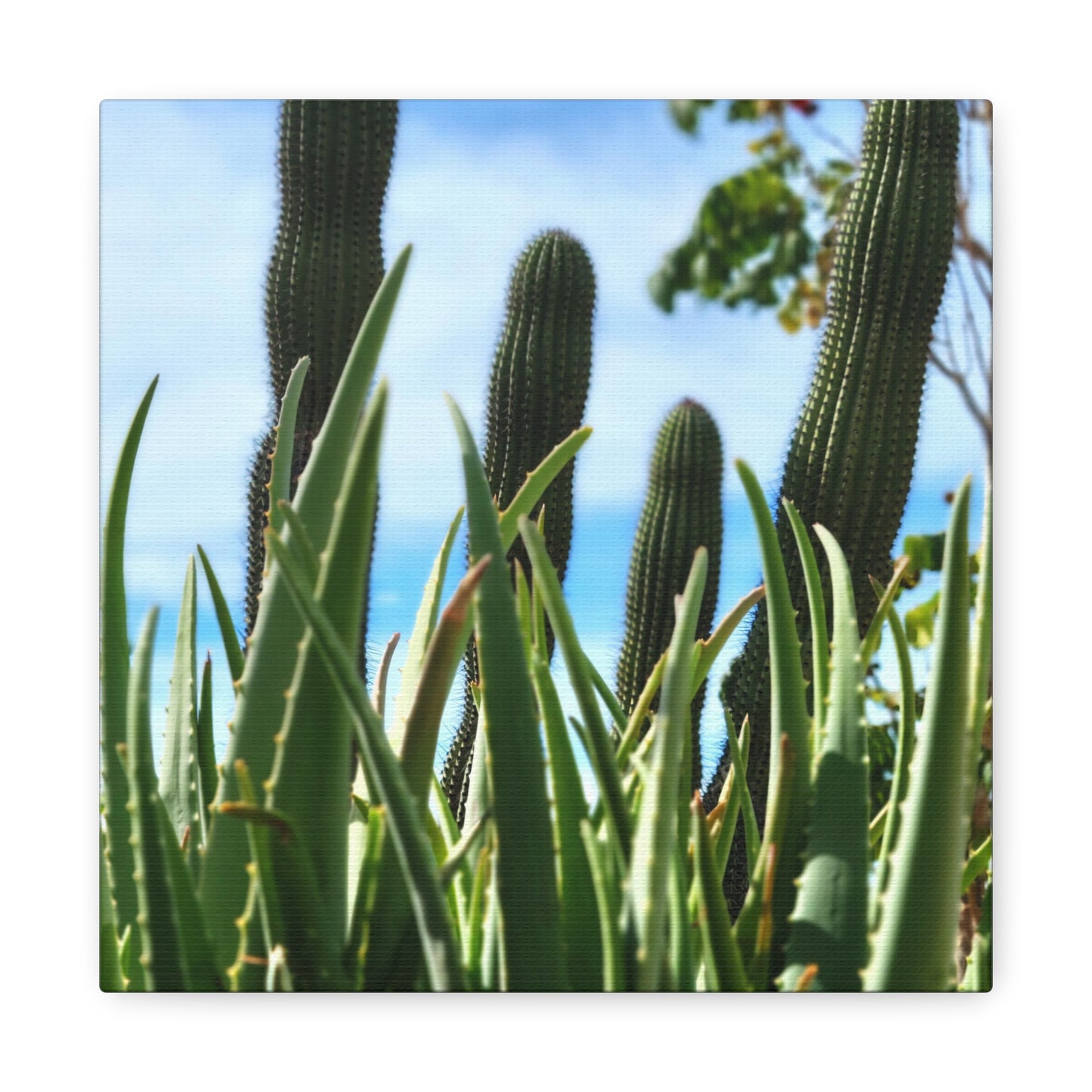 Cacti
