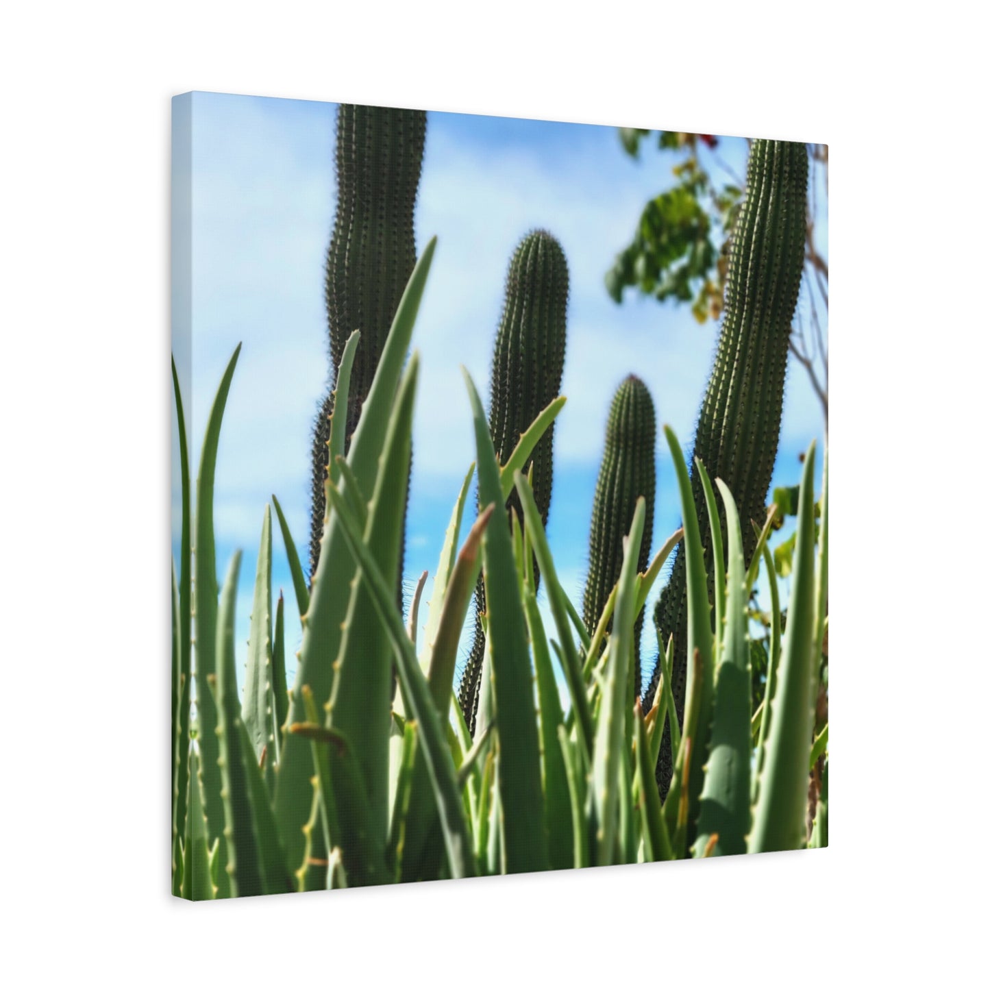 Cacti