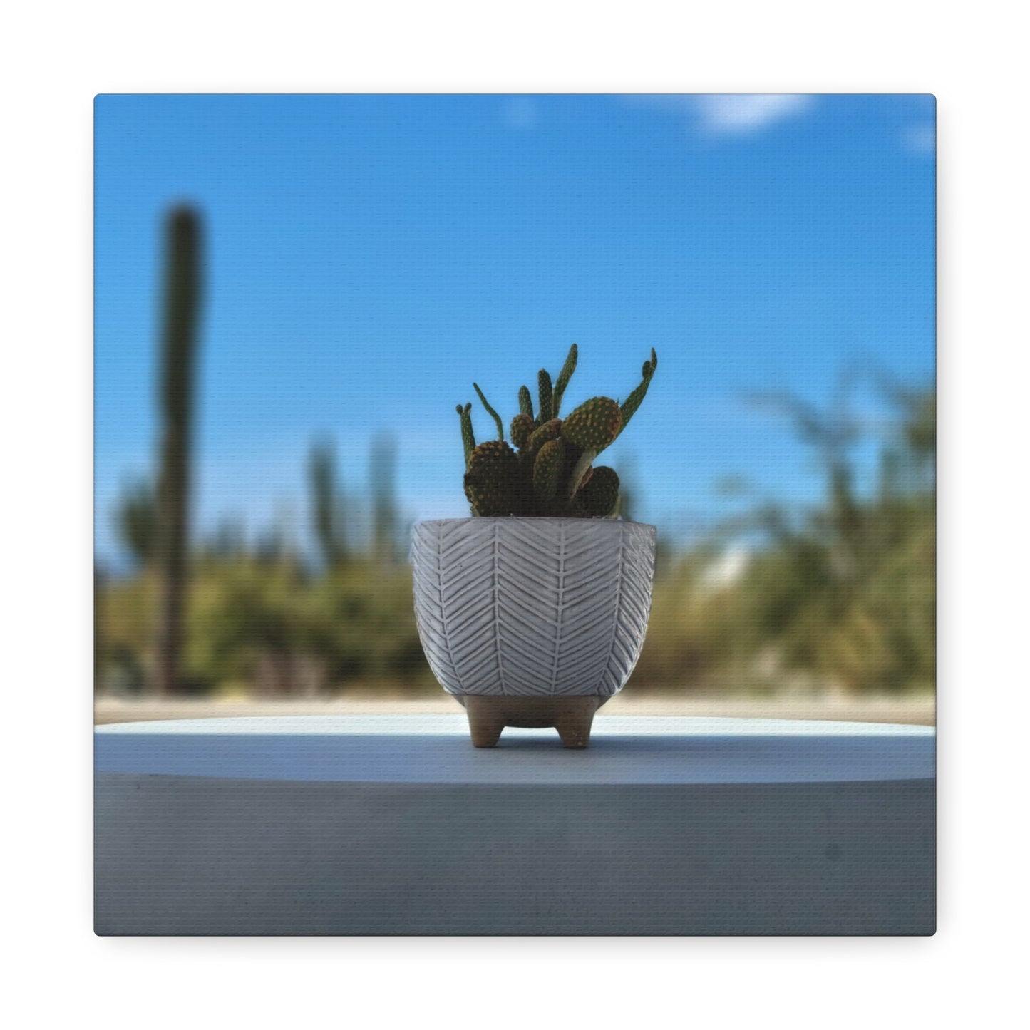 Baby Cactus Sprouting