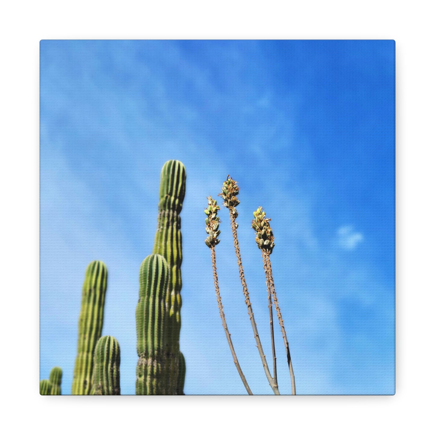 Desert Plants in the Wind