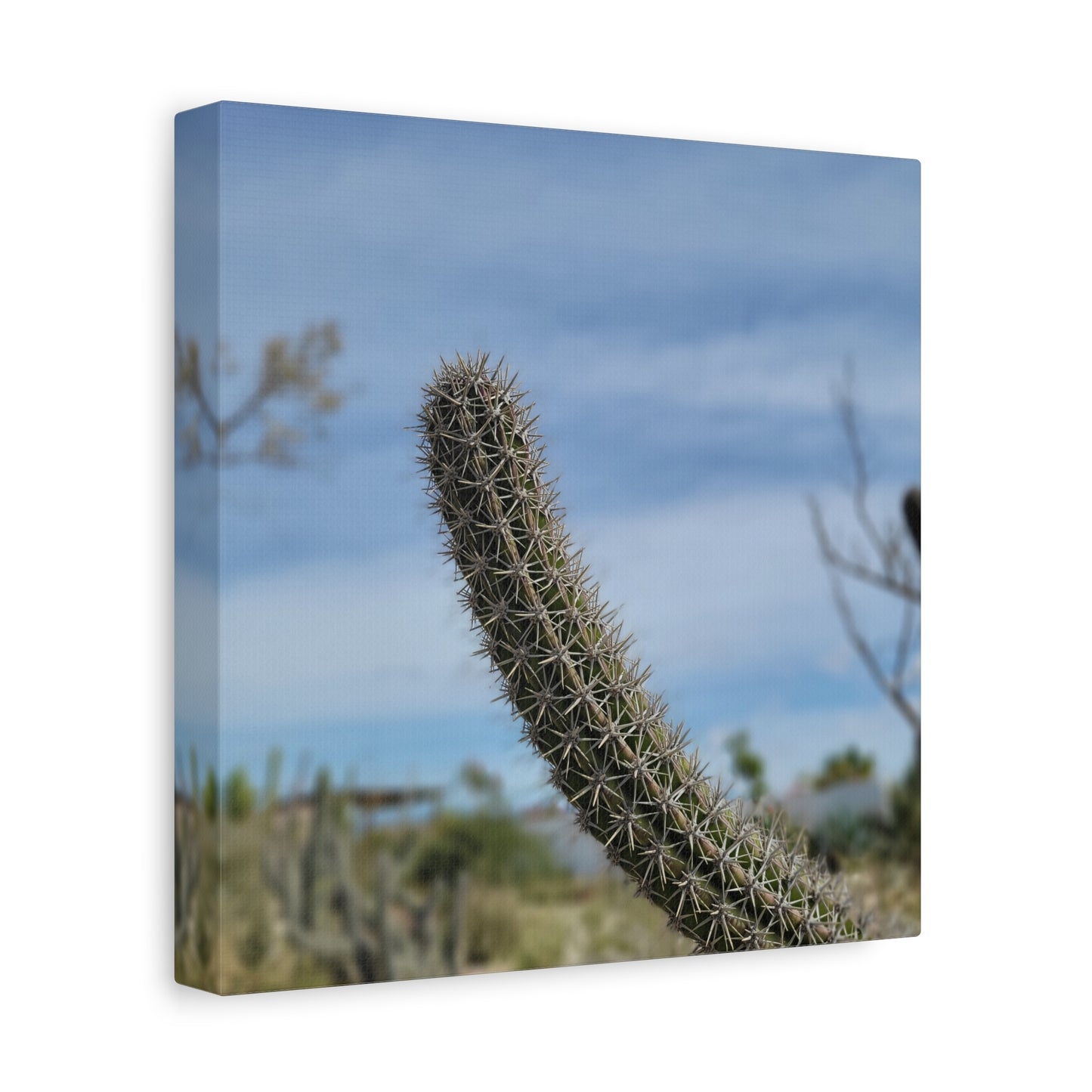 Cactus