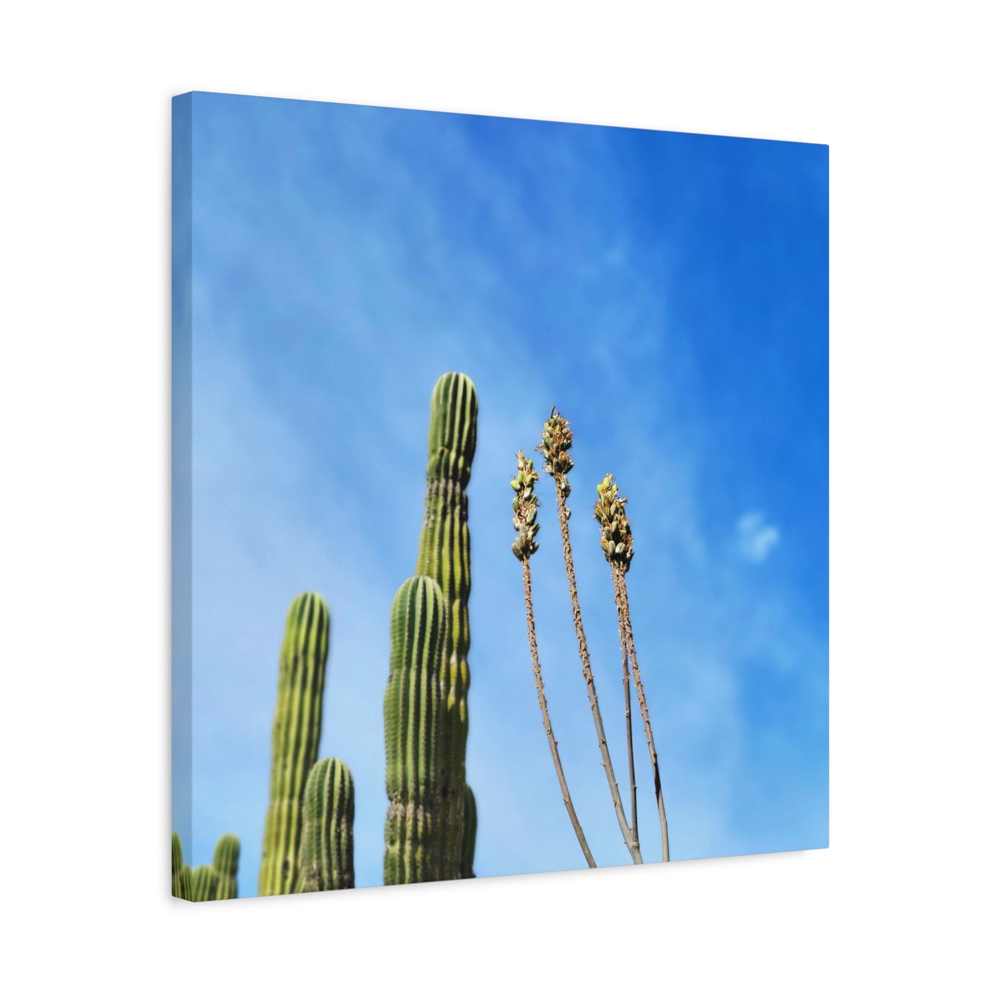 Desert Plants in the Wind