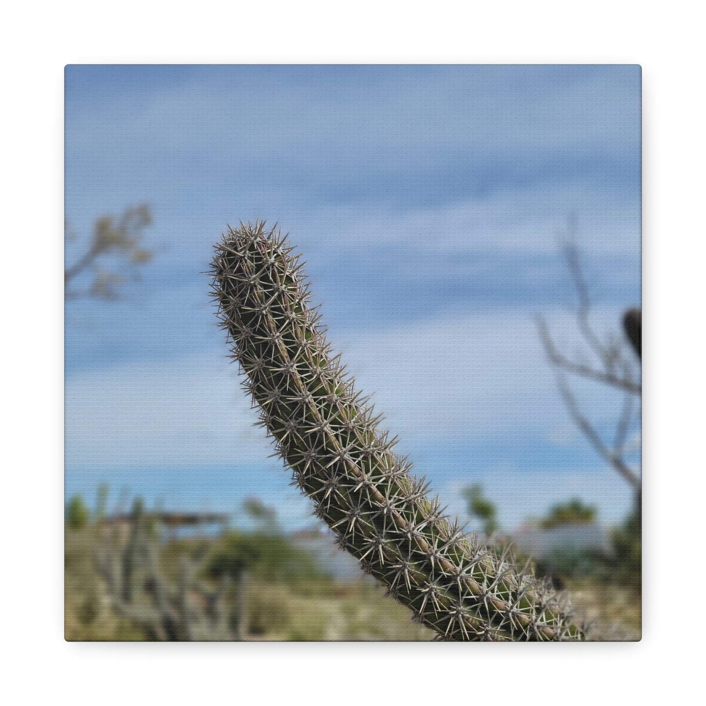 Cactus