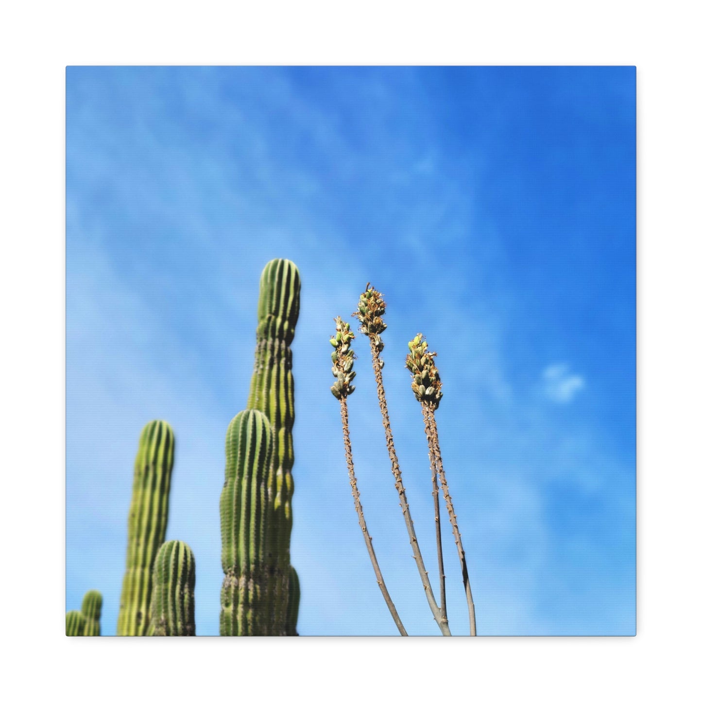 Desert Plants in the Wind