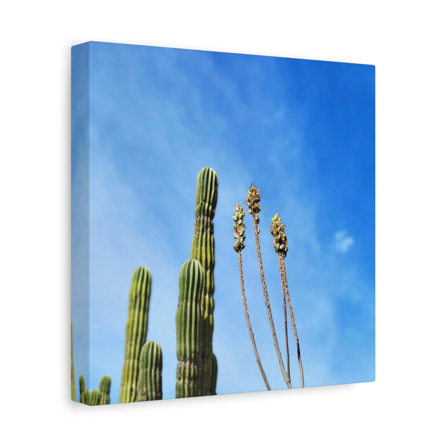 Desert Plants in the Wind