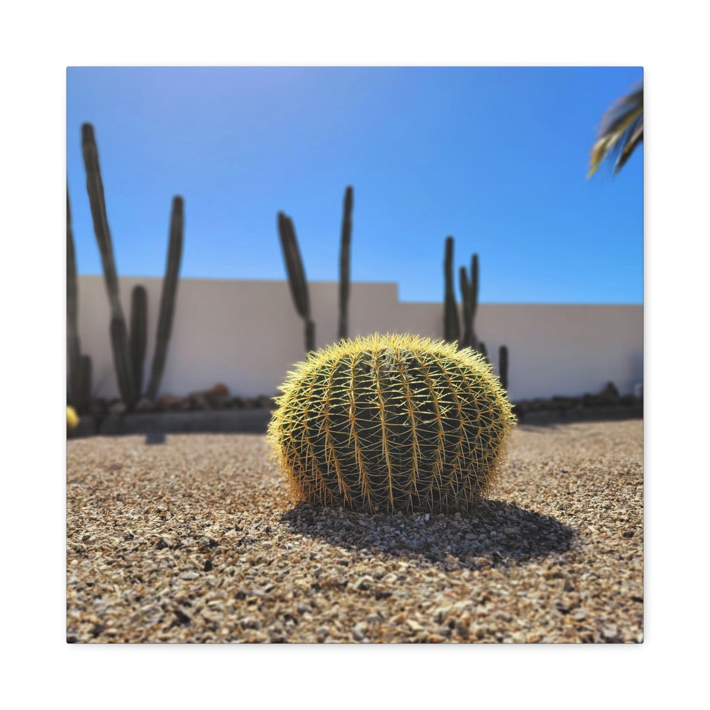 Cute Cactus