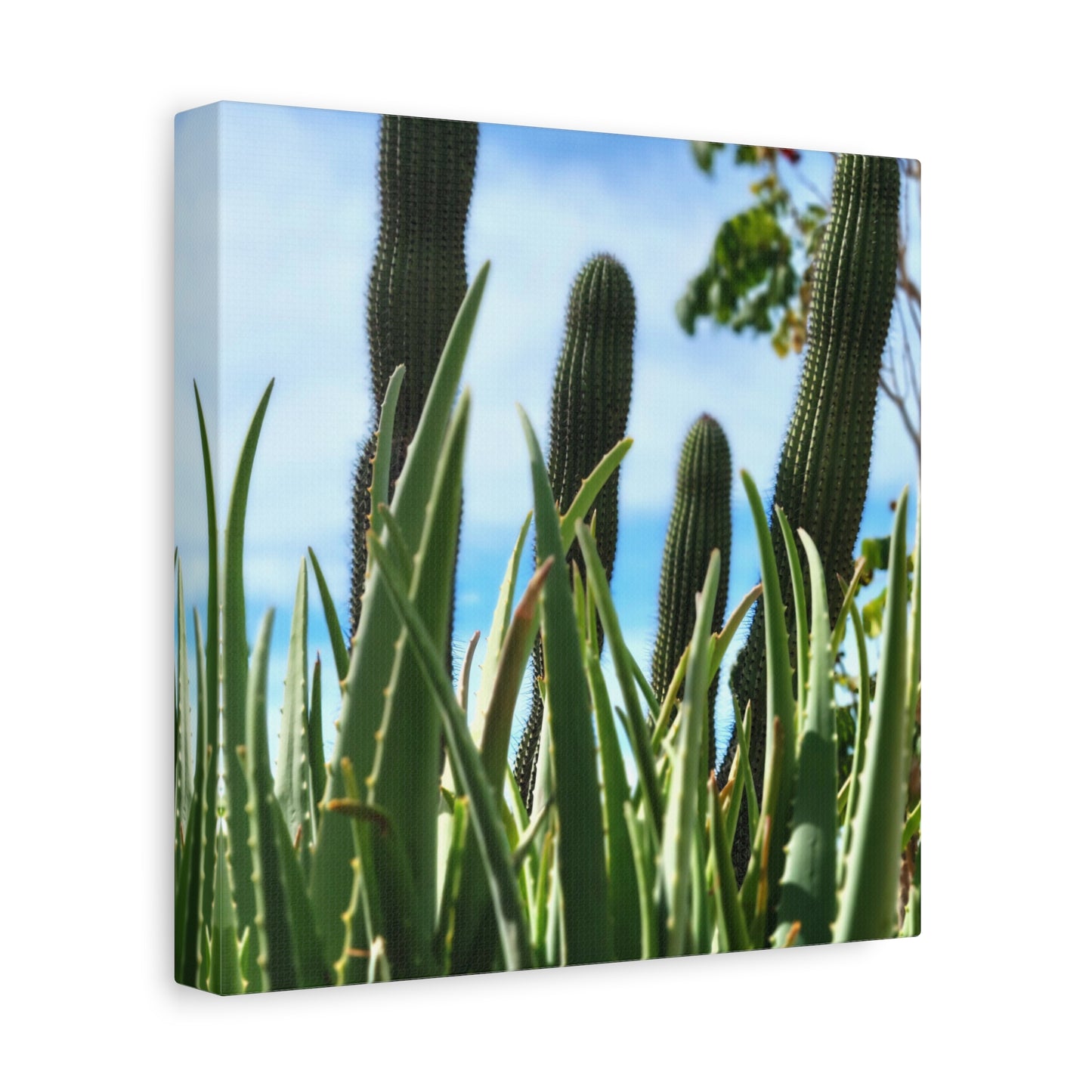 Cacti